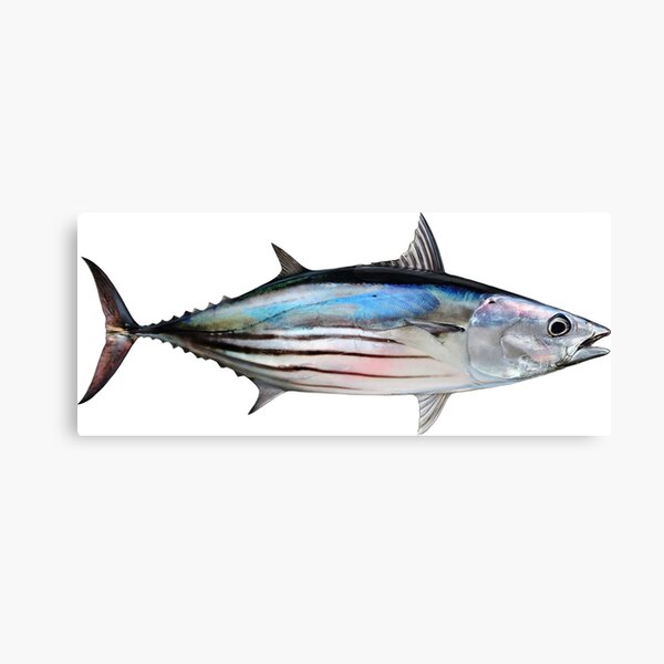 Spanish Sea Tuna Fishing Wall Art: Canvas Prints, Art Prints