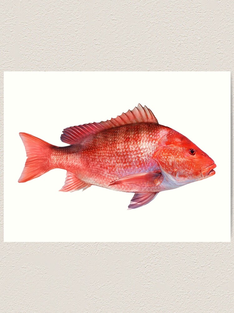 32-inch Red Snapper - Fish Mounts