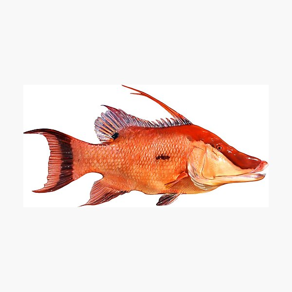 Buy Hog Snapper Art Print Fish Art Spearfishing Décor Fishing Gifts for  Men, Hogfish Wall Art Gift for Spear Fisherman Online in India 
