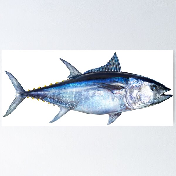Bluefin Tuna Wall Art for Sale