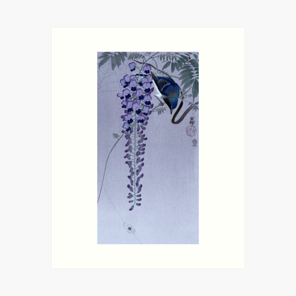 Vliegenvanger bij wisteria Art Print