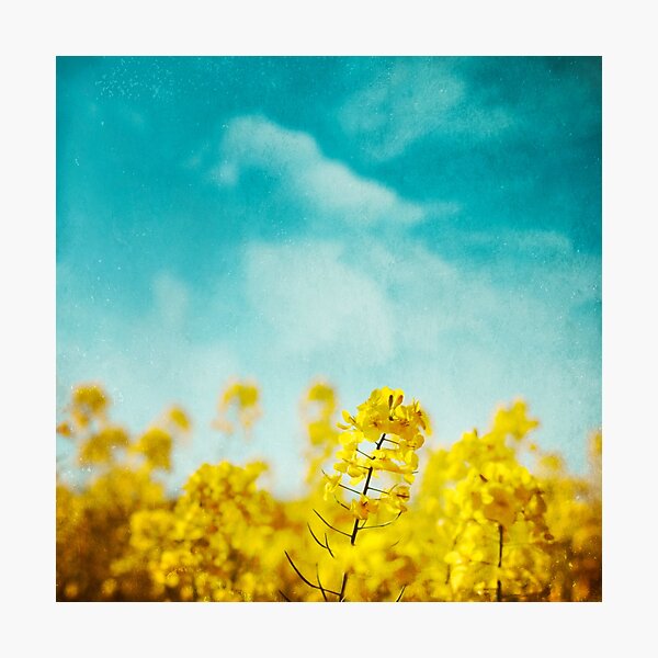 Item preview, Spring Time - Blooming Rapeseed Flowers designed and sold by Dyrk Wyst Redbubble Shop.