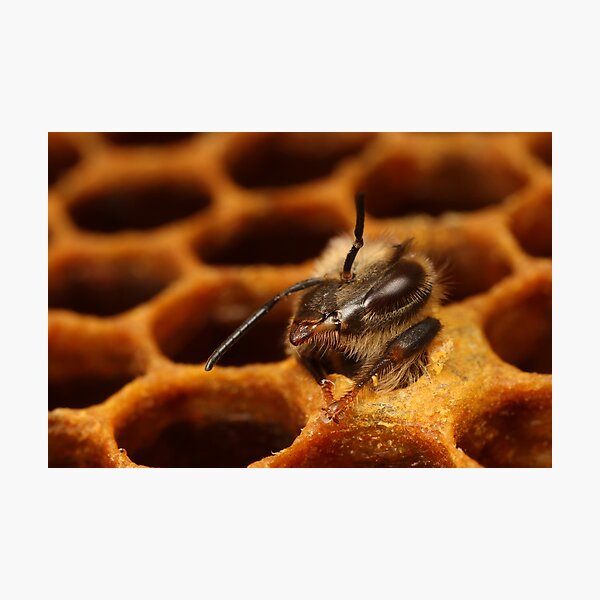 A female worker bee hatching from the bee hive Photographic Print