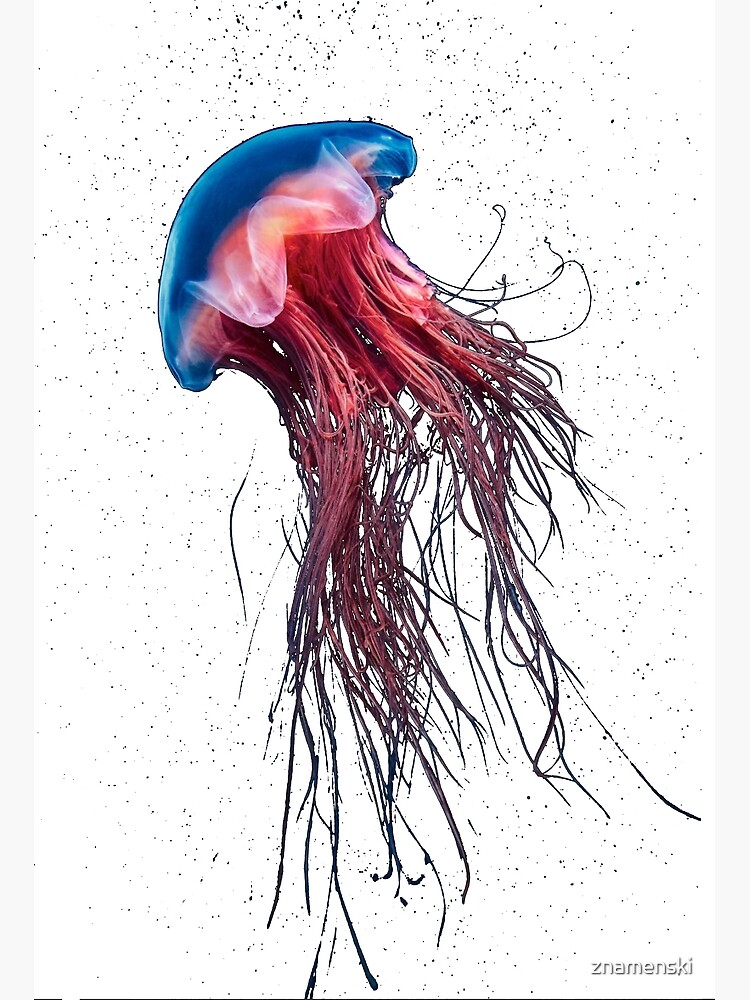 #Jellyfish #Cnidaria #Bioluminescence #Invertebrate underwater science biology fish aquarium swimming by znamenski