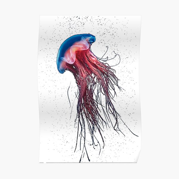 #Jellyfish #Cnidaria #Bioluminescence #Invertebrate underwater science biology fish aquarium swimming Poster