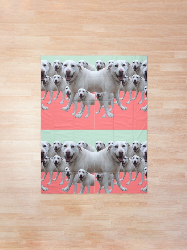 funny dog pictures for kids