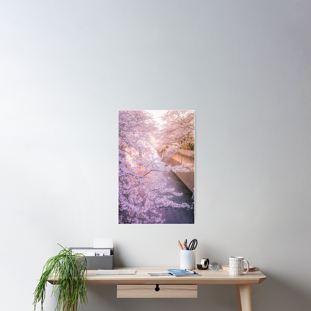 Sakura tree over Kanda Gawa river Poster