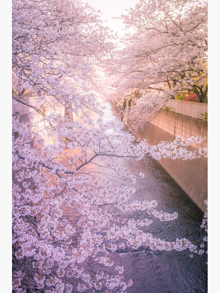 Sakura tree over Kanda Gawa river by TokyoLuv