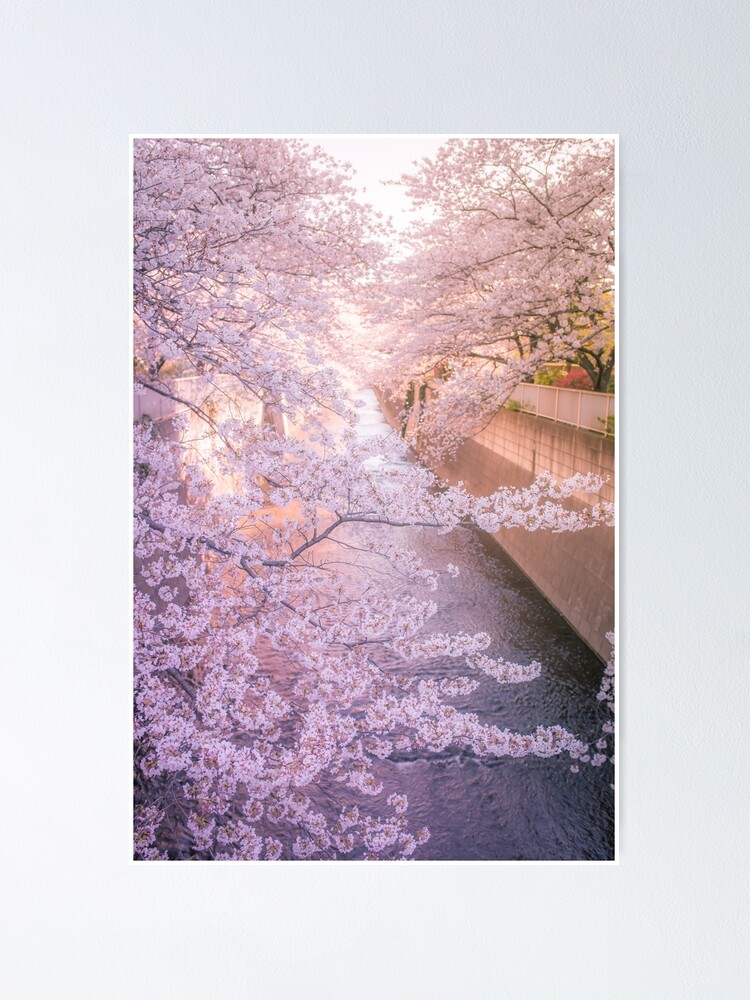 Alternate view of Sakura tree over Kanda Gawa river Poster