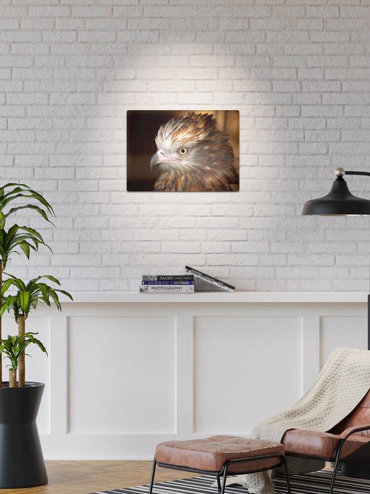 Thumbnail 1 of 4, Metal Print, Raptor at Featherdale Wildlife Park designed and sold by Richard Windeyer.