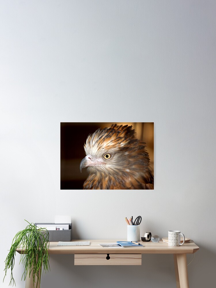 Thumbnail 2 of 3, Poster, Raptor at Featherdale Wildlife Park designed and sold by RICHARDW.