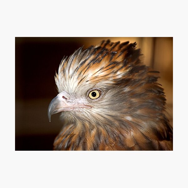 Raptor at Featherdale Wildlife Park Photographic Print