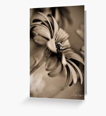 African Daisy Chocolate Style Greeting Card
