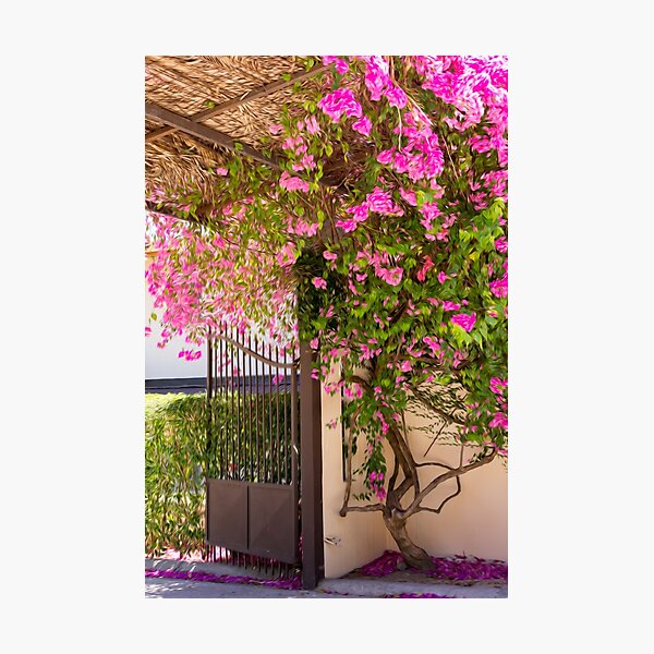 Twisted Bougainvillea Photographic Print