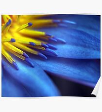 Waterlily Close-up Poster