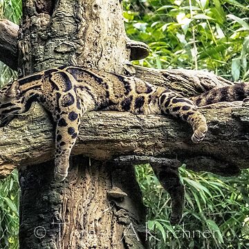 Clouded Leopard Hoodie Java