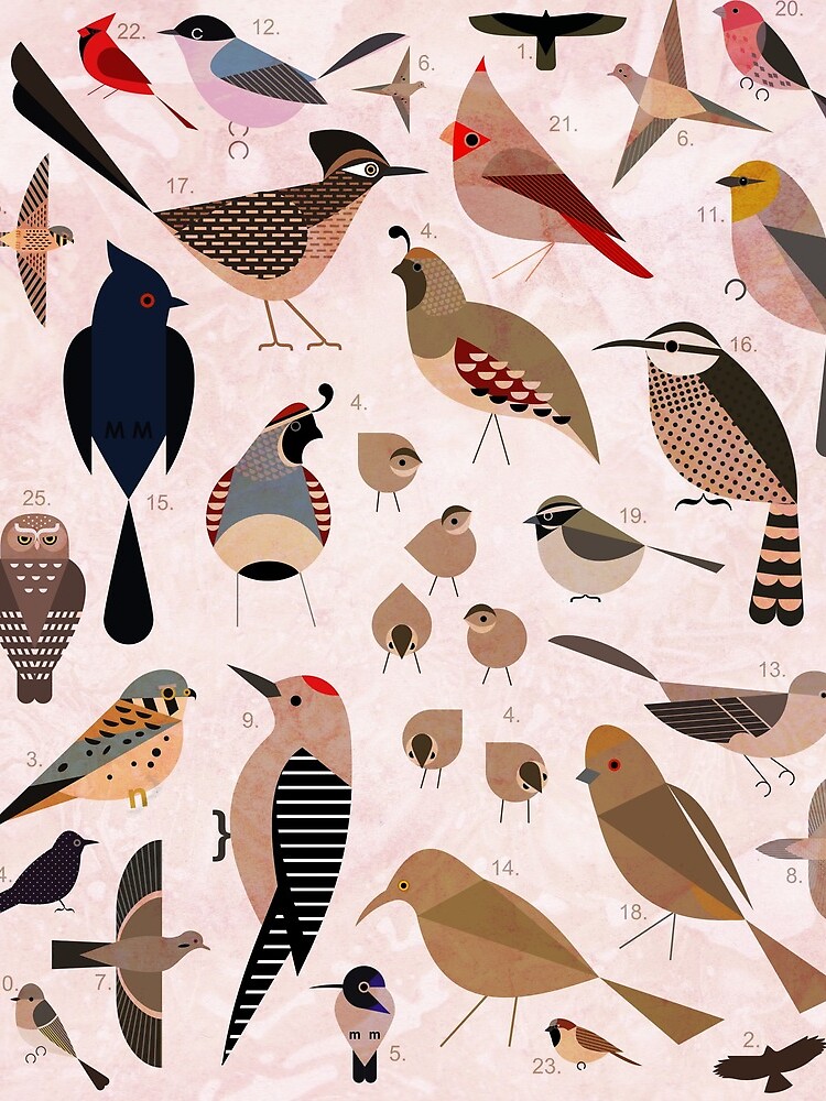Sonoran Birds by scottpartridge