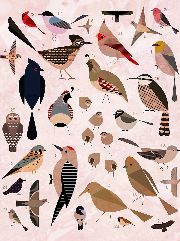 Sonoran Birds by scottpartridge