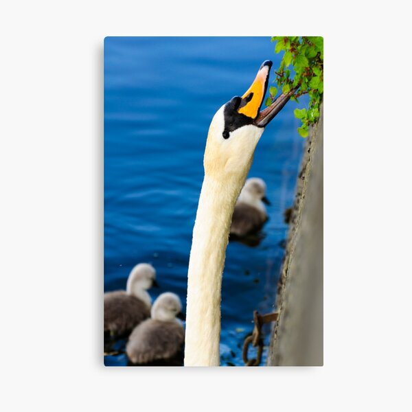 Mother Swan Foraging for and With her Babies (Cygnets) Canvas Print