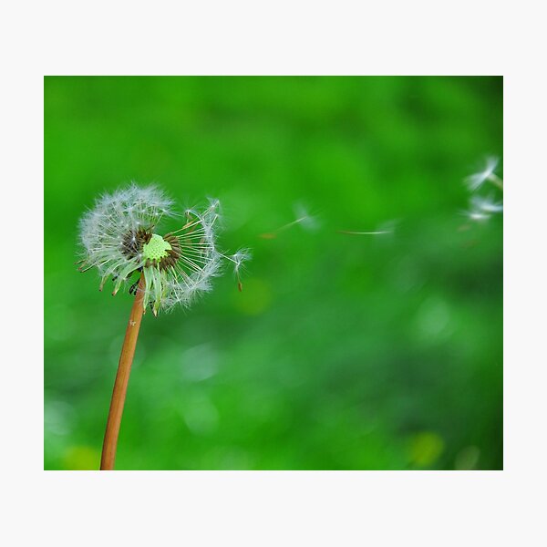 Dandelion Seeds Blowing Photographic Print