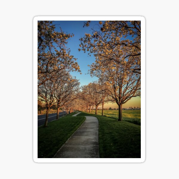Path through flowering trees Sticker