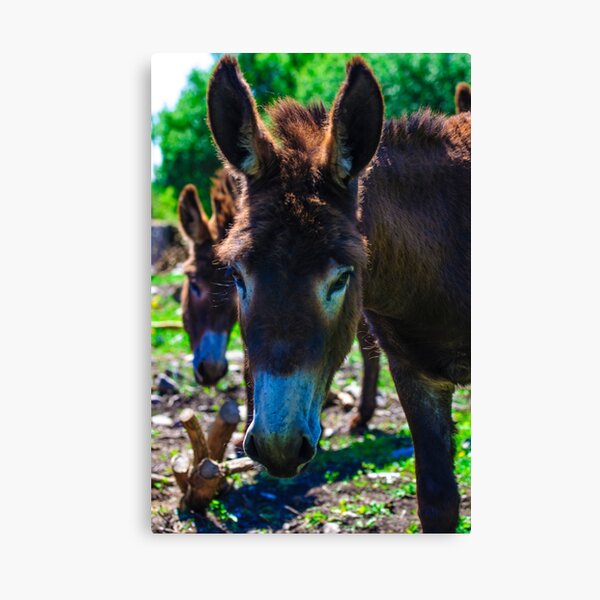 Sombre Looking Donkey Canvas Print