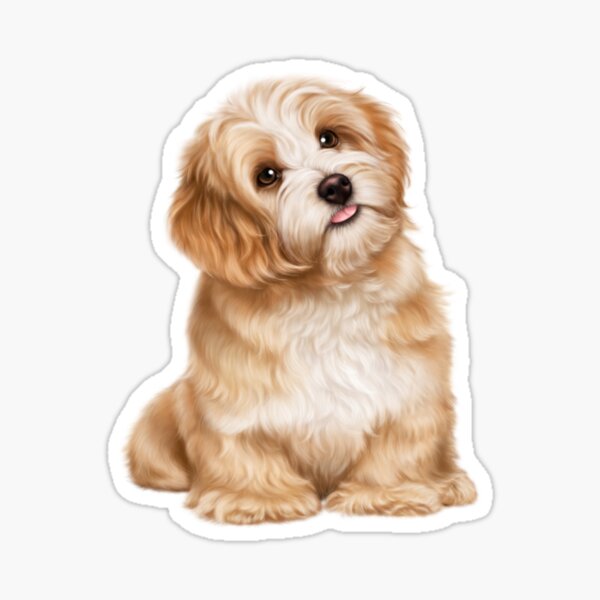 Cockapoo Welpen Geschenke Merchandise Redbubble