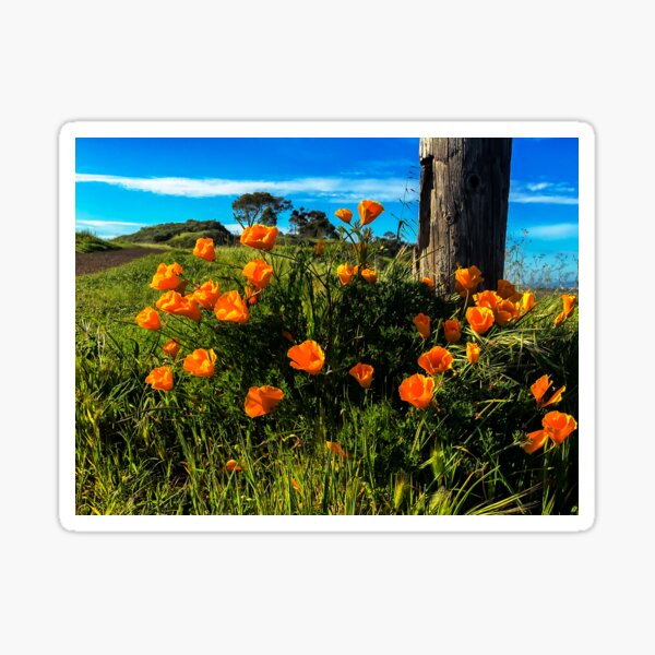 California Poppies Sticker