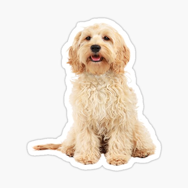 Cockapoo Dog Sticker