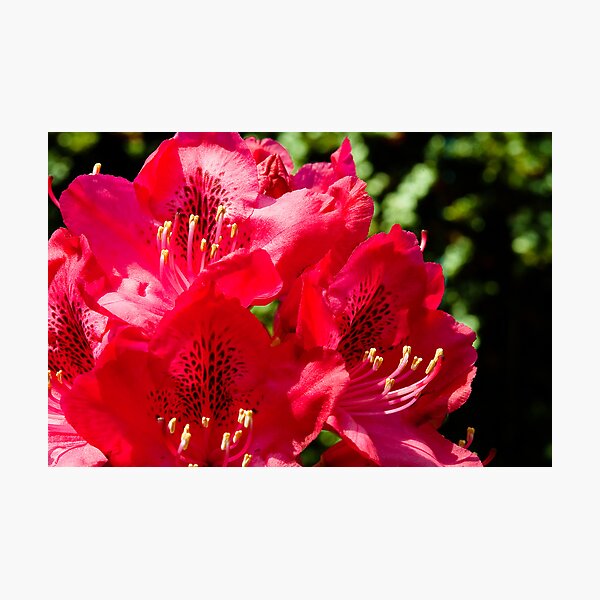 Rhododendron detail Photographic Print