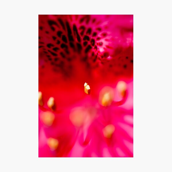 Rhododendron detail Photographic Print