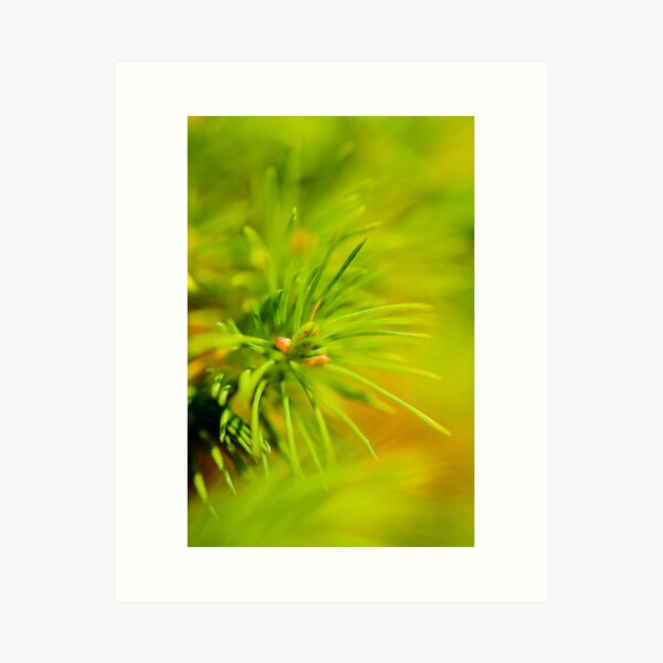 Pine Tree detail Art Print
