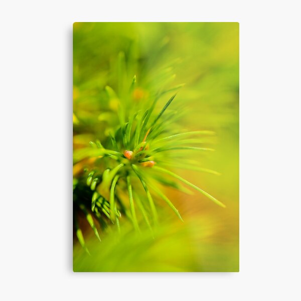 Pine Tree detail Metal Print