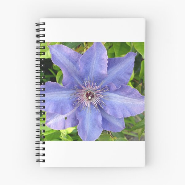 Item preview, Blue Clematis designed and sold by Shelley Loewnau-Jones Studio.