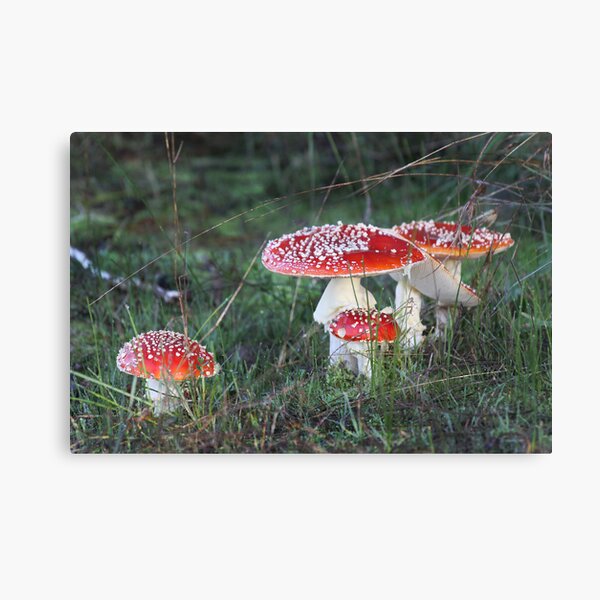 Spotty Dotts Canvas Print