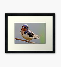 This Precocious Barn Swallow Again! Framed Print
