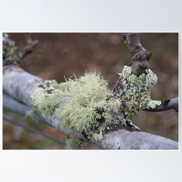 Item preview, Moss on a pear tree designed and sold by michellerena.