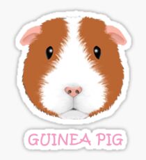 Guinea Pig: Stickers | Redbubble