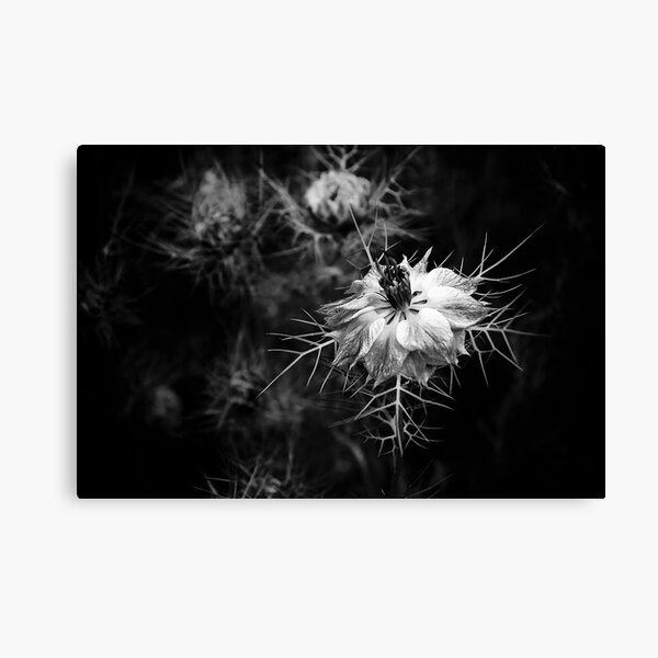 Watch out... she has thorns sewn into her dress... Canvas Print