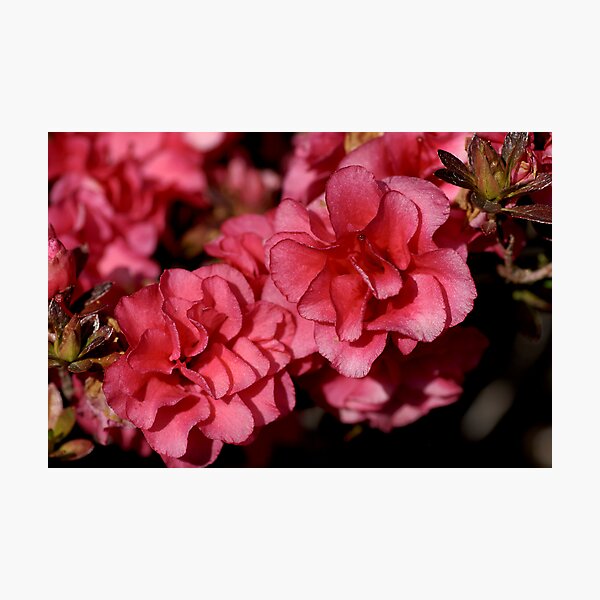 Item preview, Frilly designed and sold by Joy Watson - Natural Light Photography .