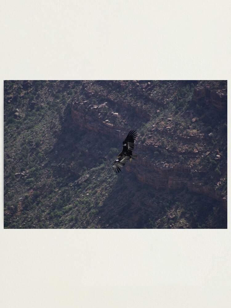 Alternate view of Grand Canyon - Vulture in Flight Photographic Print