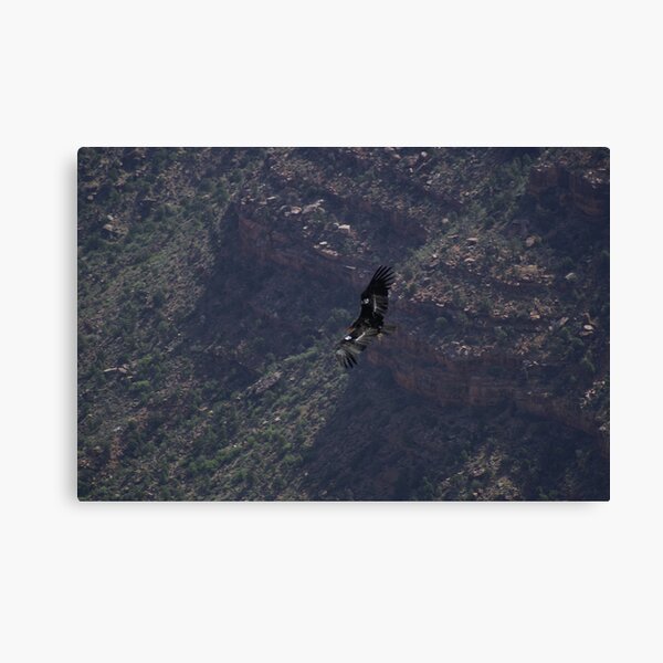 Grand Canyon - Vulture in Flight Canvas Print