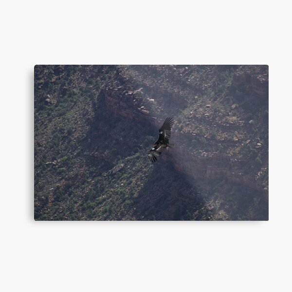 Grand Canyon - Vulture in Flight Metal Print
