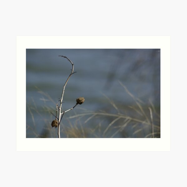 Flower Pods Art Print
