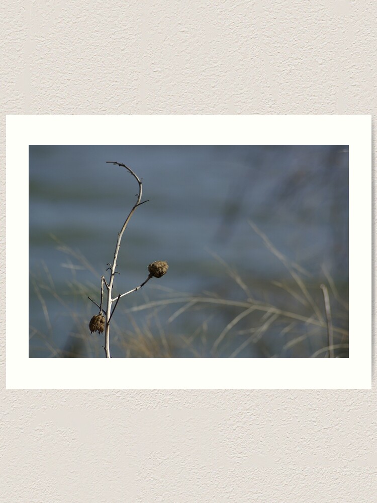 Alternate view of Flower Pods Art Print