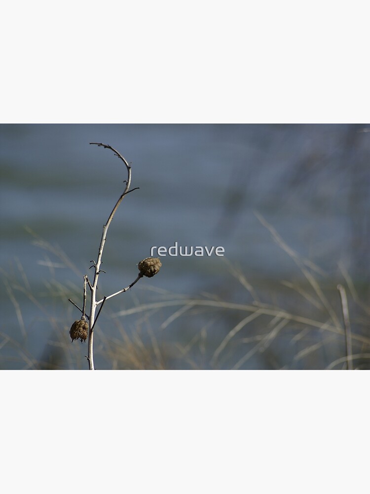 Flower Pods by redwave