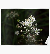 Garlic chive flowers Poster
