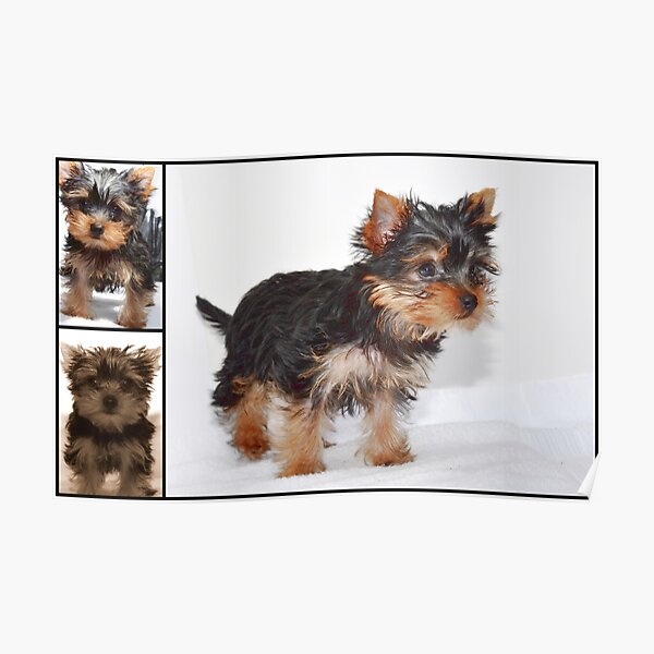 Yorkie Poster