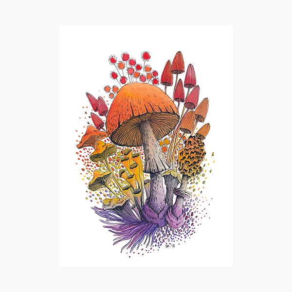 Mushroom Composition #1 | Watercolor Illustration Photographic Print