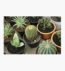 cactus Photographic Print